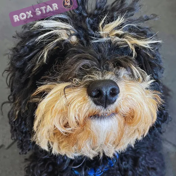 Rox Star: cream Pekingese mix with a yellow collar at K9 Rox Club